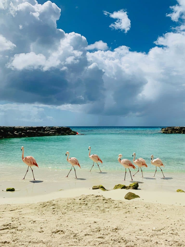 playa-mar-flamingos-aruba