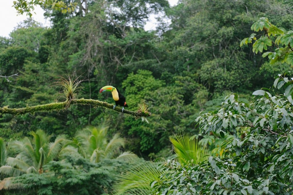Selva en Costa Rica