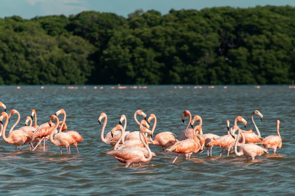 Flamingos-mar-selva