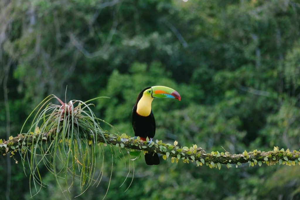 guacamaya costa rica