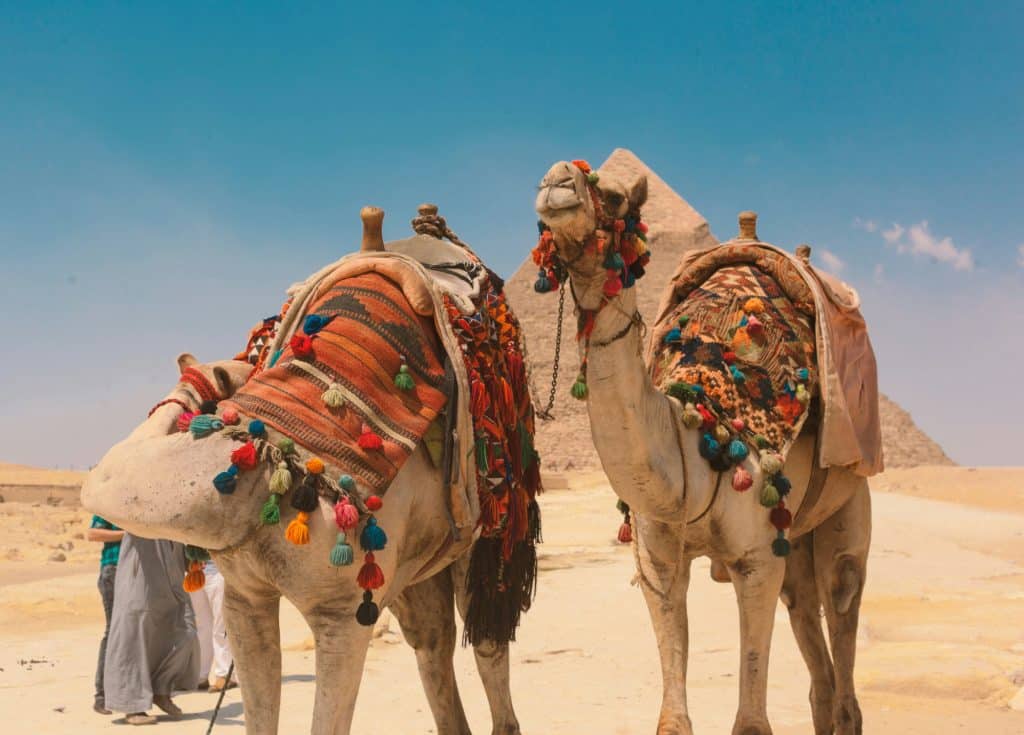Camellos en giza