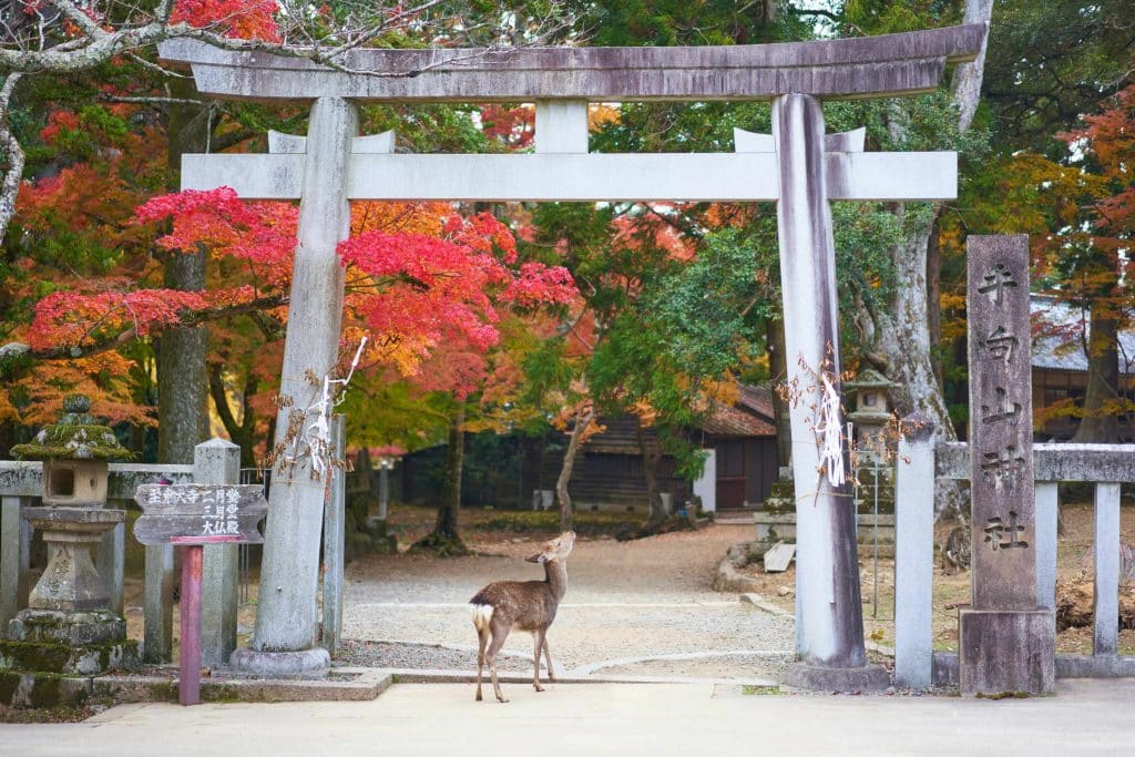 Nara, Japón