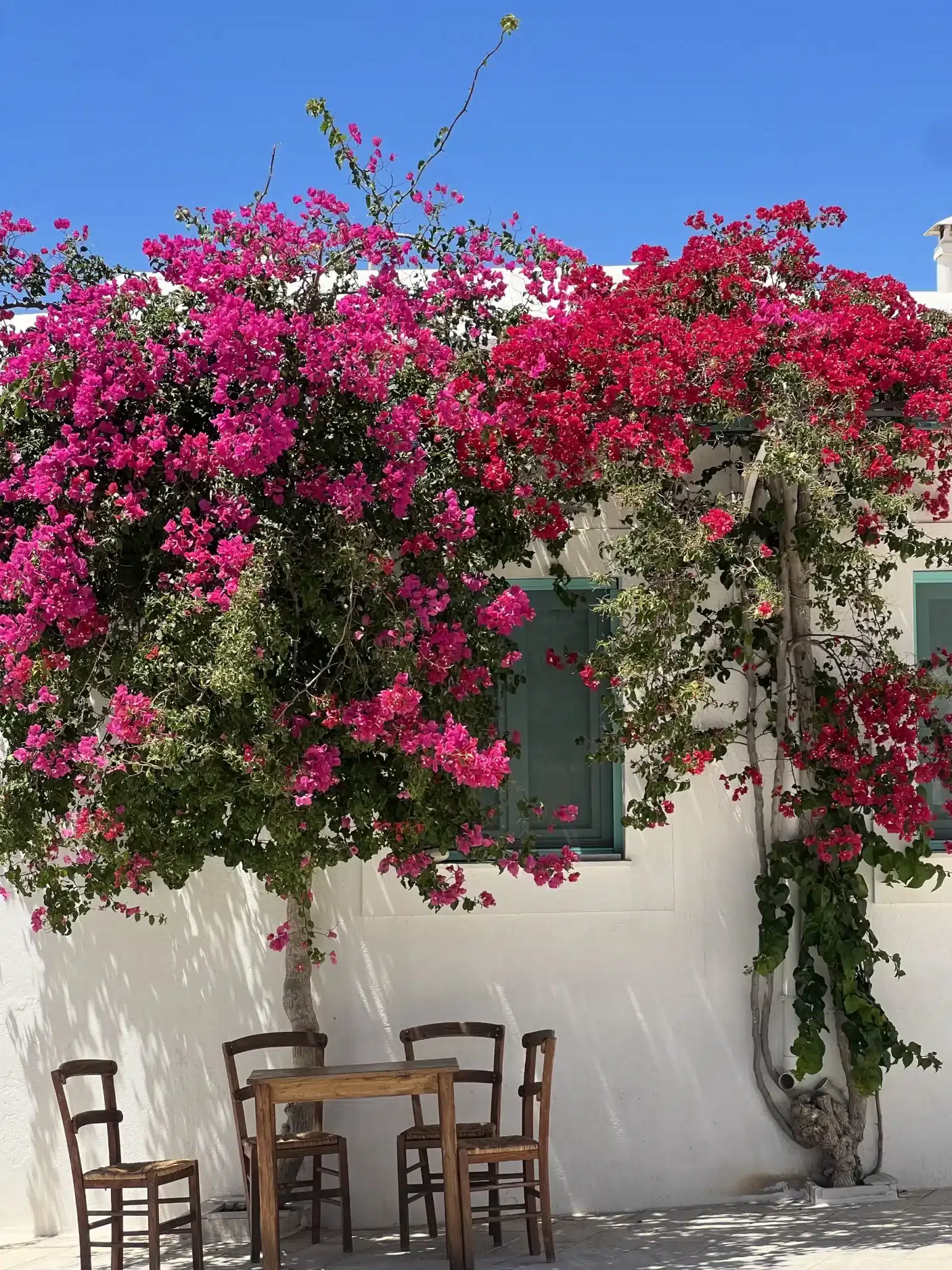 Buganvilias en Santorini Grecia